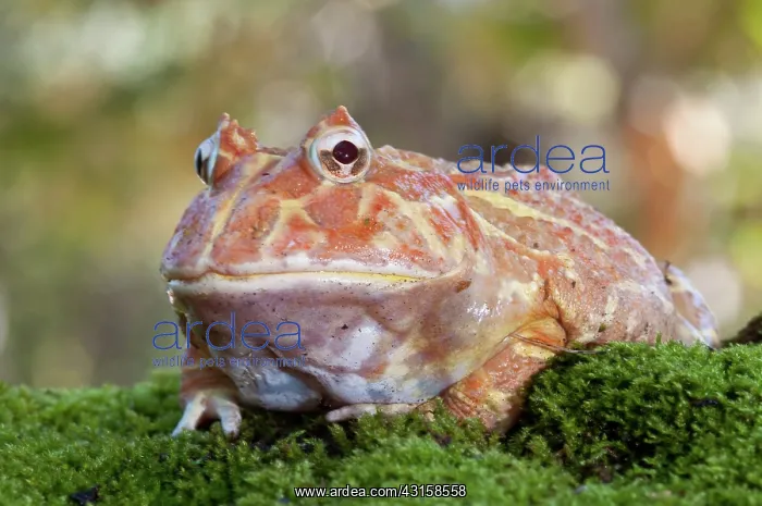 : Albino Argentine Horned Frog : Albino Argentine Horned Frog
