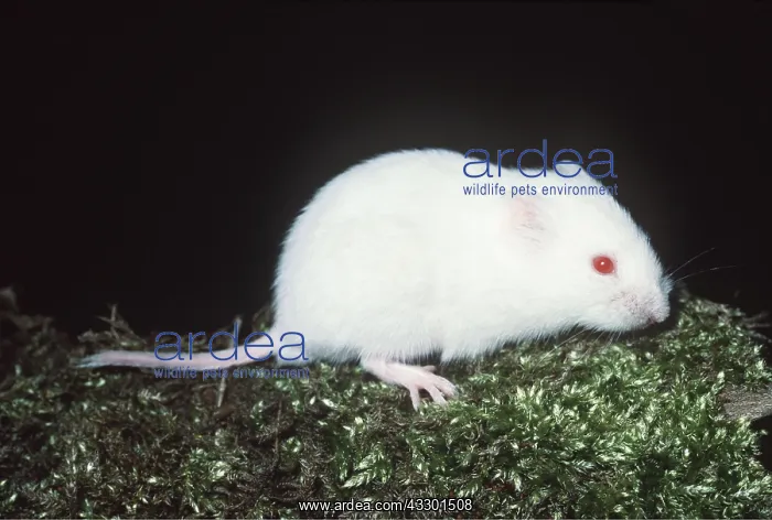 : ALBINO BANK VOLE : ALBINO BANK VOLE