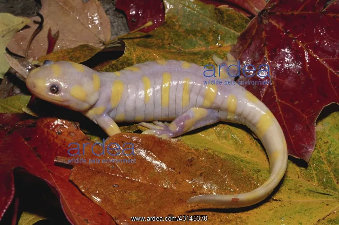 : Albino Barred Tiger Salamander : Albino Barred Tiger Salamander