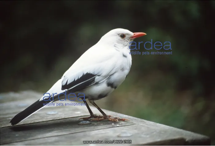 : Part albino BLACKBIRD - standing on wooden table : Part albino BLACKBIRD - standing on wooden table
