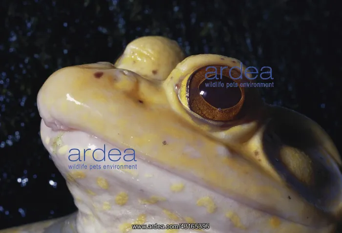 : Albino Bullfrog : Albino Bullfrog