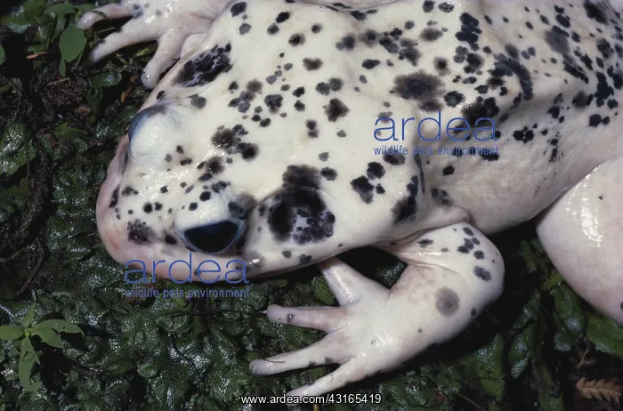: Albino Bullfrog : Albino Bullfrog