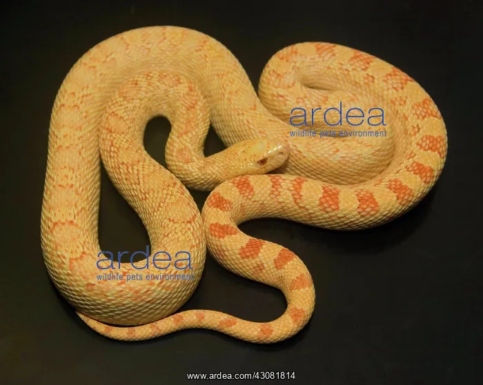 : Albino Bullsnake : Albino Bullsnake
