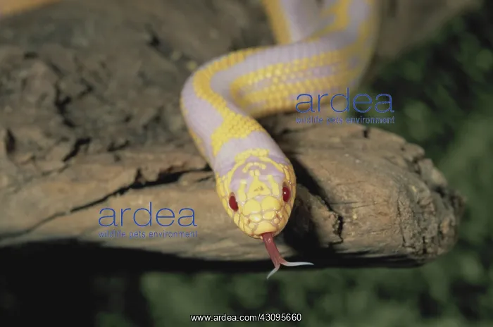 : Albino California Kingsnake : Albino California Kingsnake