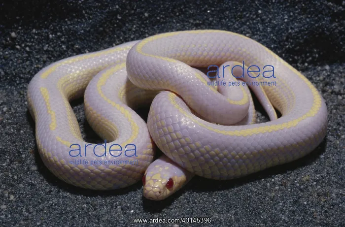 : Albino California Kingsnake : Albino California Kingsnake