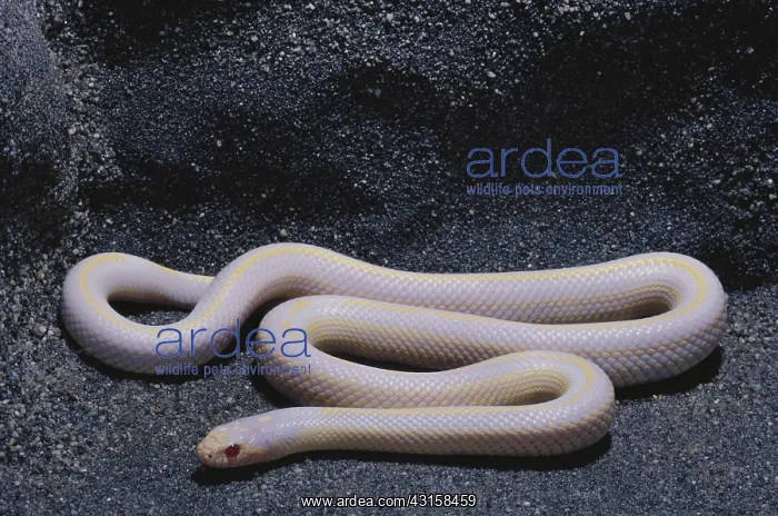 : Albino California Kingsnake : Albino California Kingsnake