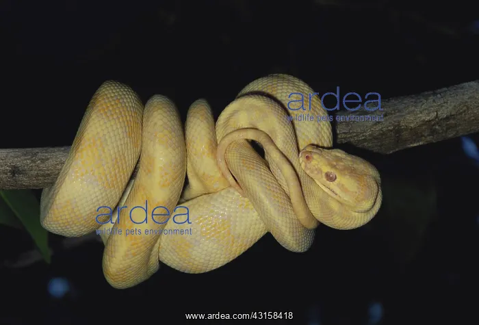 : Albino Carpet Python : Albino Carpet Python