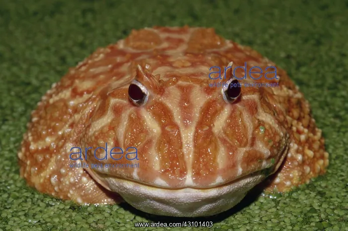 : Albino Chaco Horned Frog : Albino Chaco Horned Frog