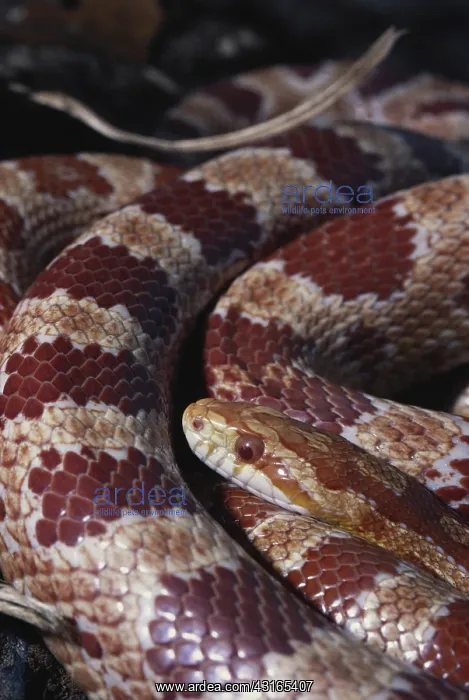 : Albino Corn Snake : Albino Corn Snake