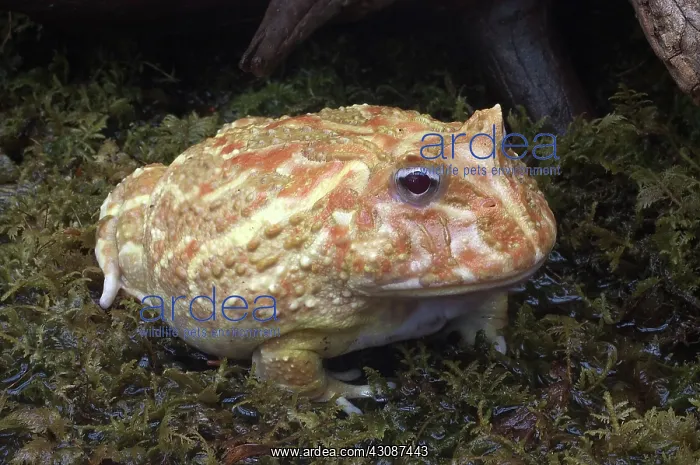: Albino Cranwell's Horned Frog : Albino Cranwell's Horned Frog