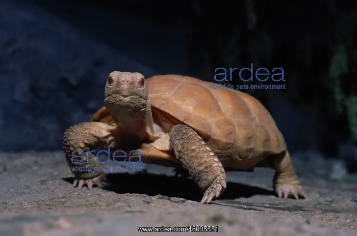 : Albino Desert Tortoise : Albino Desert Tortoise