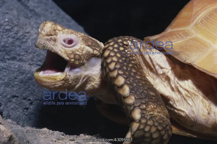 : Albino Desert Tortoise : Albino Desert Tortoise