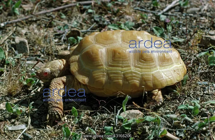 : Albino Desert Tortoise : Albino Desert Tortoise