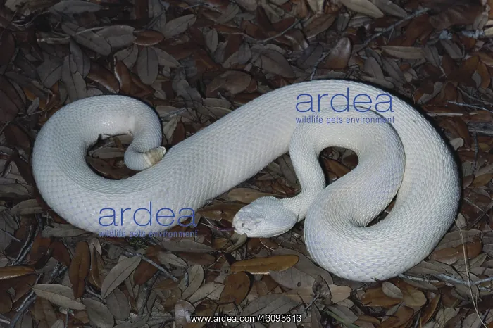 : Albino Eastern Diamondback Rattlesnake : Albino Eastern Diamondback Rattlesnake