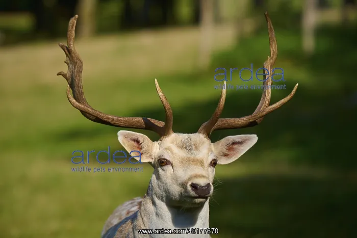 : Albino fallow deer (Dama dama) : Albino fallow deer (Dama dama)