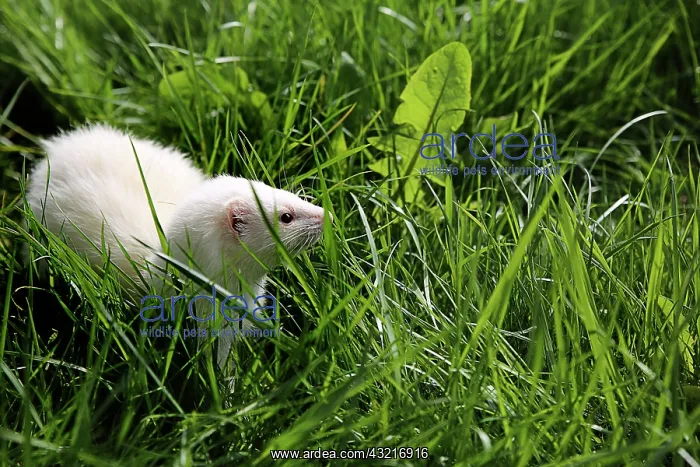 : Albino ferret in the grass - France : Albino ferret in the grass - France