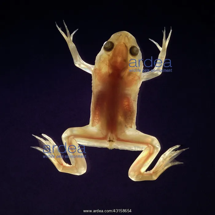 : Albino Frog : Albino Frog