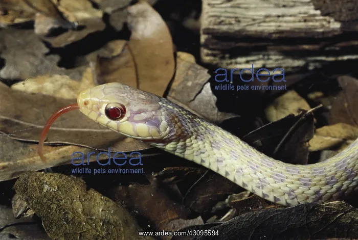 : Albino Garter Snake : Albino Garter Snake