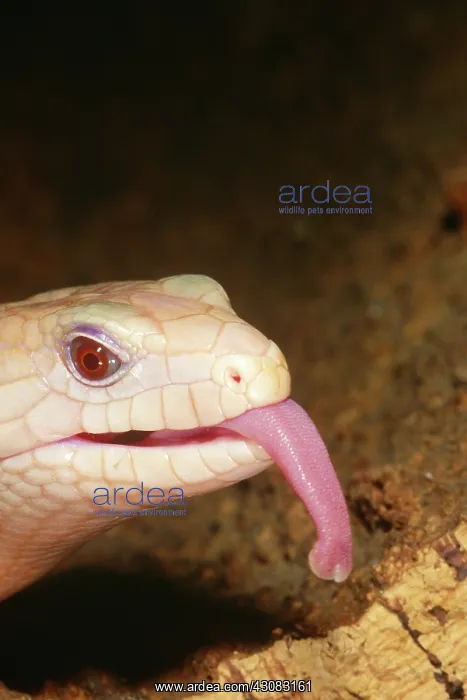 : Albino Giant Blue Tongued Skink (Tiliqua gigas) : Albino Giant Blue Tongued Skink (Tiliqua gigas)