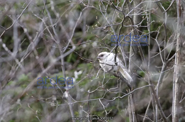 : Albino gray jay sitting on branch : Albino gray jay sitting on branch