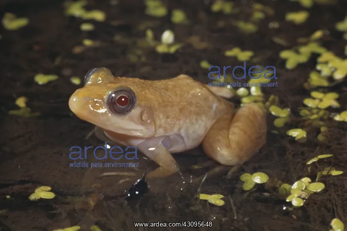 : Albino Green Frog : Albino Green Frog