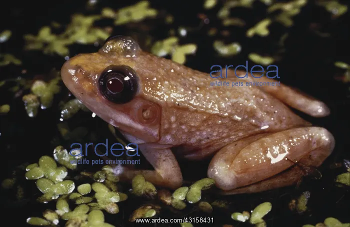 : Albino Green Frog : Albino Green Frog