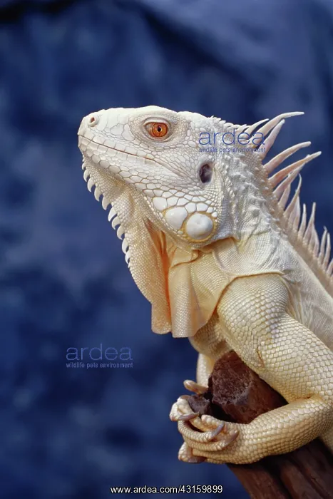 : Albino Green Iguana : Albino Green Iguana