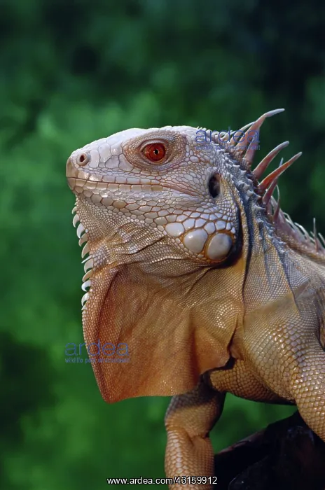 : Albino Green Iguana : Albino Green Iguana