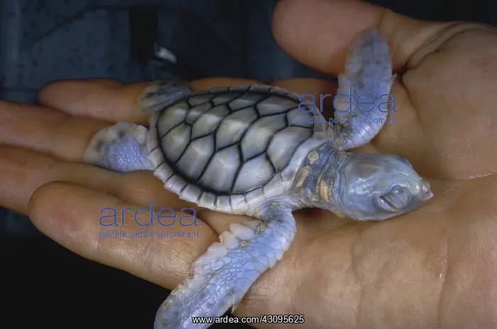 : Albino Green Sea Turtle : Albino Green Sea Turtle