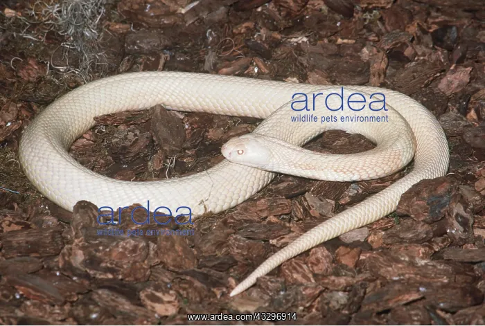 : Albino Hooded Indian Cobra : Albino Hooded Indian Cobra