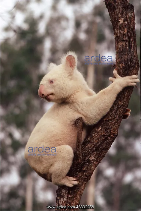 : ALBINO KOALA - in tree : ALBINO KOALA - in tree