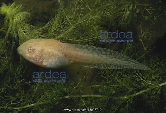 : Albino Leopard Frog Tadpole : Albino Leopard Frog Tadpole