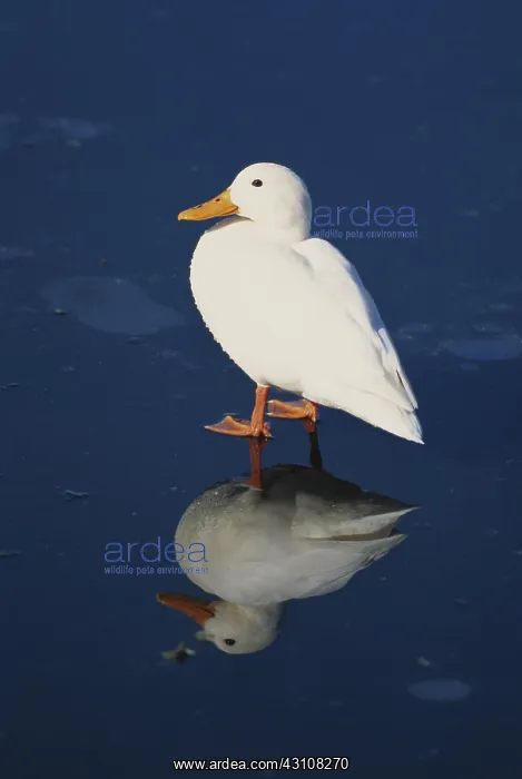 : Albino Mallard Duck : Albino Mallard Duck