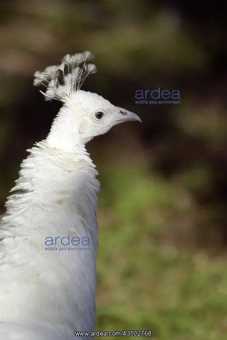 : Albino Peacock : Albino Peacock