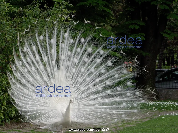 : Albino peacock with open fan at Belgrade : Albino peacock with open fan at Belgrade
