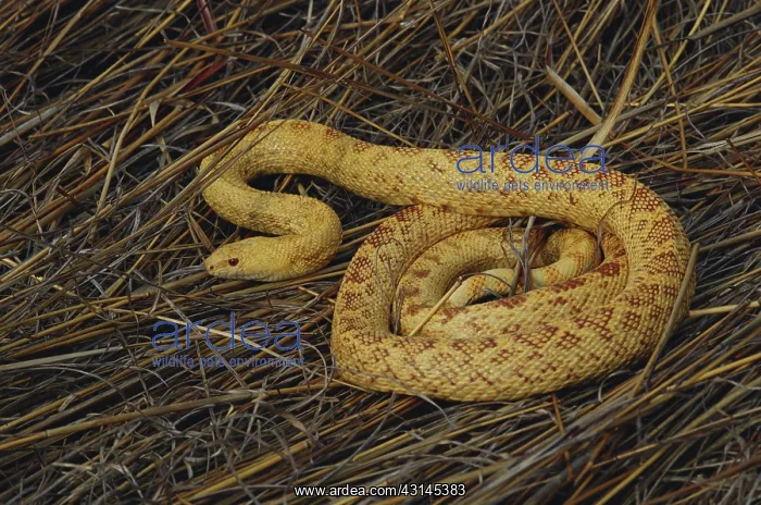 : Albino Pine Snake : Albino Pine Snake