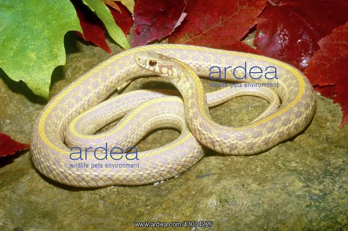  : Albino Plains Garter Snake