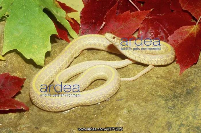 : Albino Plains Garter Snake : Albino Plains Garter Snake