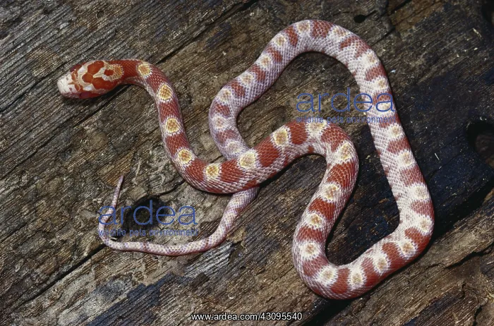 : Albino Red Corn Snake : Albino Red Corn Snake