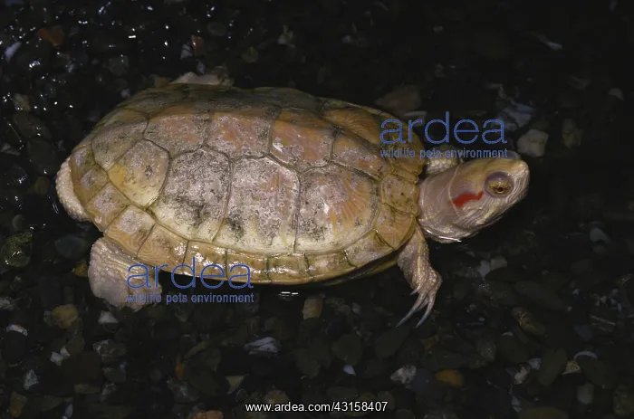 : Albino Red-eared slider : Albino Red-eared slider
