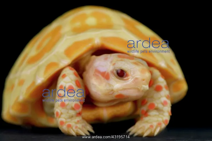 : Albino red-footed tortoise (Chelonoidis carbonarius) : Albino red-footed tortoise (Chelonoidis carbonarius)