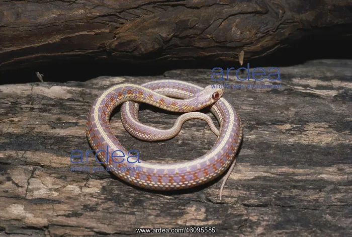 : Albino Red-sided Garter Snake : Albino Red-sided Garter Snake