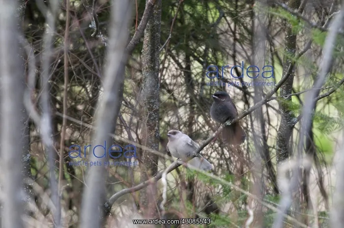 : Albino and regular gray jays sitting on branch : Albino and regular gray jays sitting on branch