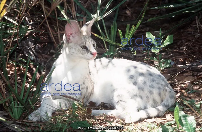 : ALBINO SERVAL - resting : ALBINO SERVAL - resting
