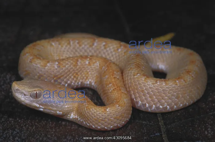: Albino Slender Hognosed Pitviper : Albino Slender Hognosed Pitviper