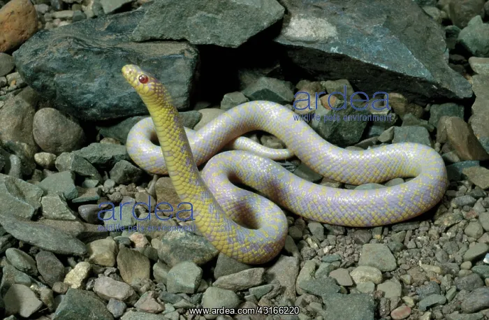 : Albino Speckled Kingsnake : Albino Speckled Kingsnake