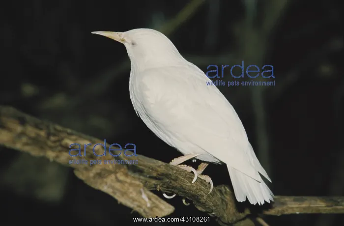 : Albino Starling : Albino Starling