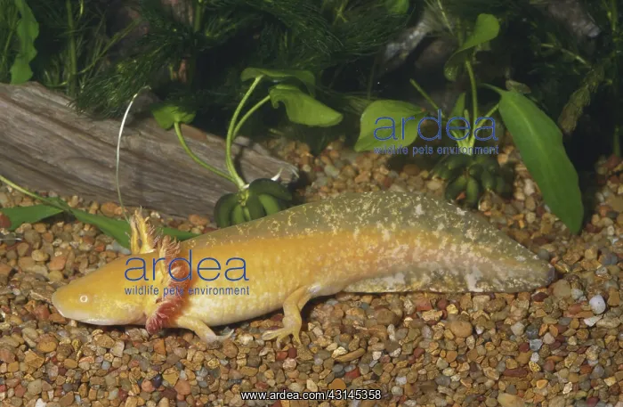 : Albino Tiger Salamander Larva : Albino Tiger Salamander Larva