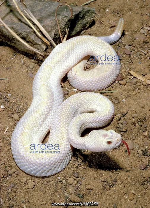 : Albino Western Diamond-Back Rattlesnake : Albino Western Diamond-Back Rattlesnake