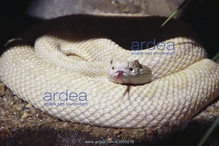  : Albino Western Diamondback